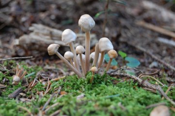 Gallerie Fotografica di Funghi Estivi