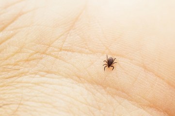 Le zecche. Puntura o morso di zecca: come proteggersi