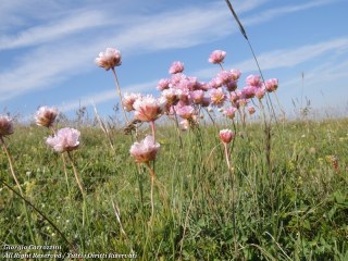 Distese di Fiori in Appennino