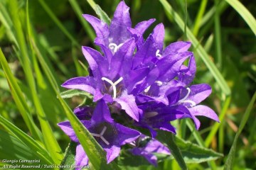 Fiori Vari di Montagna