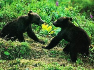 Orso Bruno (Ursus arctos)