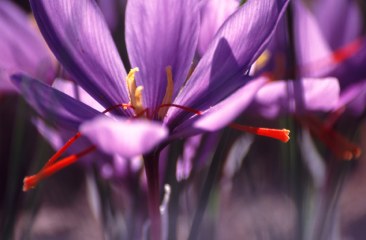 Zafferano - Crocus sativus L.